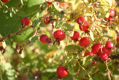 Close-up of berries growing on tree