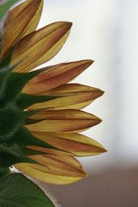 Close-up of leaves