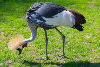 View of a bird on field