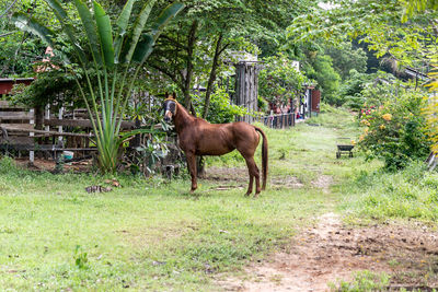 Horse standing in a garden