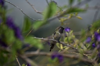 Close-up of bird perching on plant