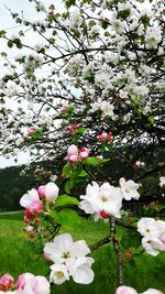 Close-up of white flowers blooming on tree
