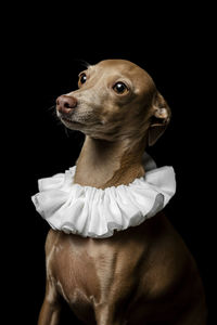 Close-up of dog looking away against black background