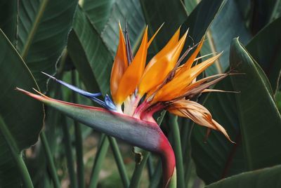 Close-up of orange flower