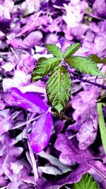 Close-up of purple flowers