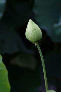Close-up of flower bud