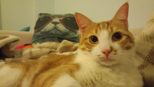 Close-up portrait of cat at home