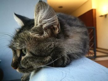 Close-up of a cat sleeping