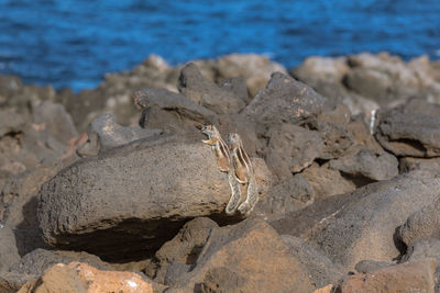 Close-up of rocks on beach