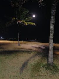 Palm trees at night