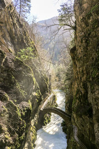 Scenic view of river amidst trees in forest