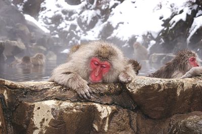 Monkeys on snow covered landscape