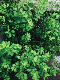 High angle view of plants growing on field