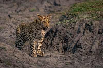 Leopard walking on rock