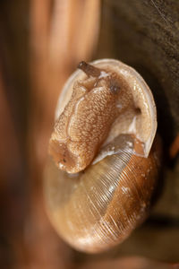 close-up