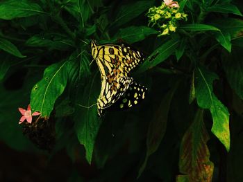 High angle view of butterfly on plants