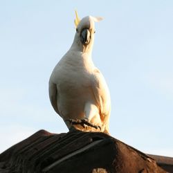 Low angle view of bird perching against sky