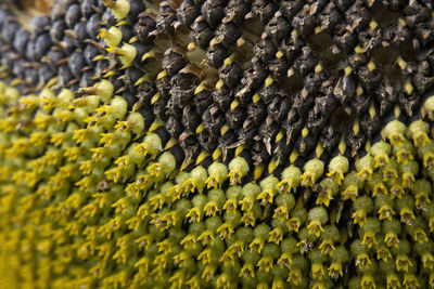 Macro shot of sunflower