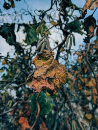 Close-up of dry leaves on branch against sky