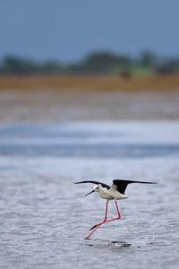 Bird on a land