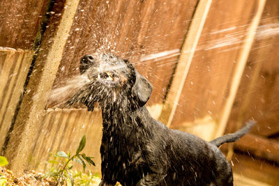 Portrait of wet standing outdoors