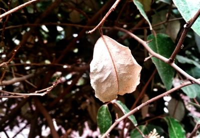 Close-up of leaves on branch