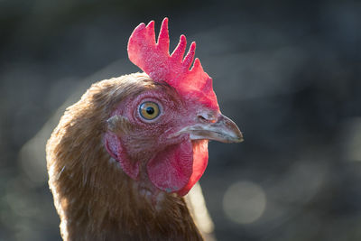 Close-up of rooster