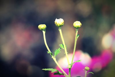 Close-up of flowering plant