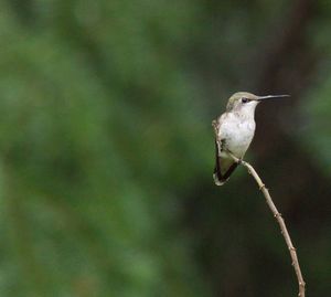 Close-up of bird perching on tree