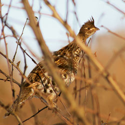 Close-up of bird perching on branch