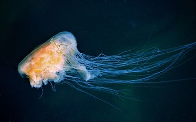 Close-up of jellyfish swimming in sea