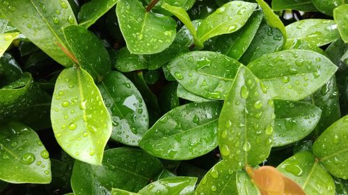 Full frame shot of wet leaves