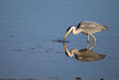 Gray heron catching a fish