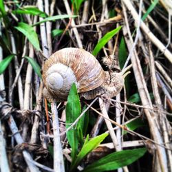 Close-up of snail on leaf