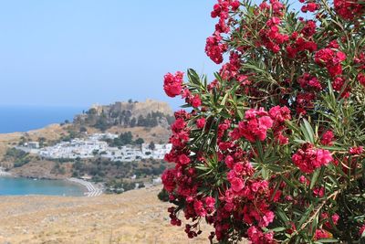 Red flowering plants by sea against clear sky