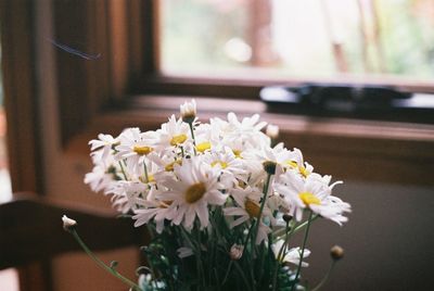 Close-up of white flowers