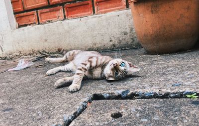 High angle view of cat relaxing outdoors