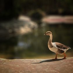 Close-up of bird against blurred background