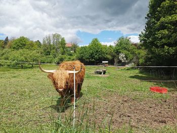 Highland cow cart on field against trees