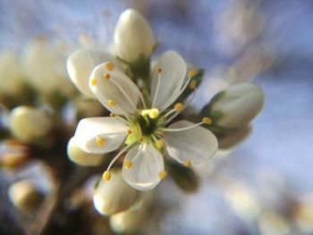 Close-up of white flower tree