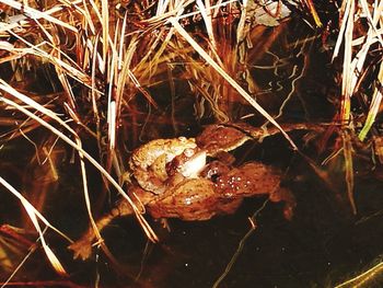 Close-up of frog on land