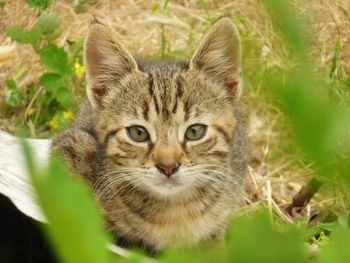 Close-up portrait of cat