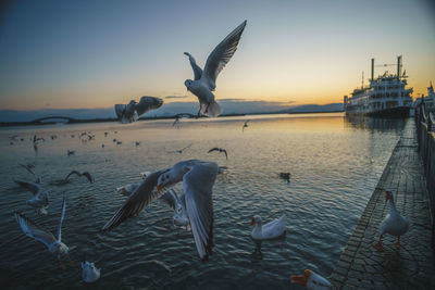 Seagulls flying over sea during sunset