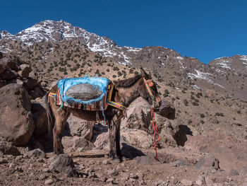 View of mule on rock in the mountains against clear sky