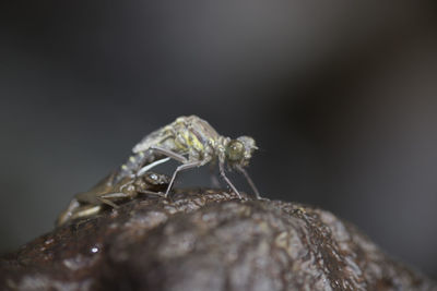 Close-up of spider