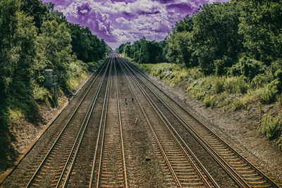 View of trees on road