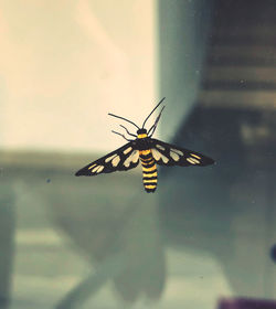 Close-up of insect on glass window