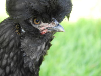 Close-up of a bird looking away