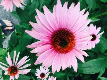 Close-up of pink flower blooming outdoors