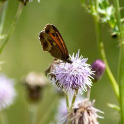 Close-up of butterfly pollinating on purple flower